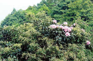 深圳市梧桐山杜鹃花景观抚育