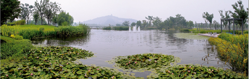 水生植物在园林景观中的应用